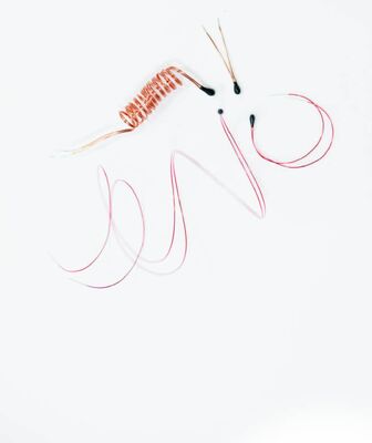 Epoxy powlekany termistor NTC z emaliowanymi przewodami ołowiowymi do termometrów cyfrowych